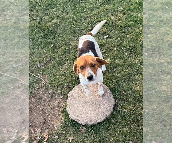Medium Photo #2 Beagle Puppy For Sale in Rootstown, OH, USA