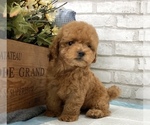 Small Photo #9 Poodle (Toy) Puppy For Sale in MANHATTAN, NY, USA