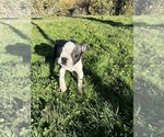 Small Photo #5 Boston Terrier Puppy For Sale in OROVILLE, CA, USA