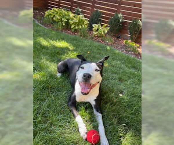 Medium Photo #1 Mutt Puppy For Sale in Fort Collins, CO, USA