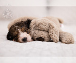 Small Photo #9 Bernedoodle Puppy For Sale in LEAVENWORTH, IN, USA
