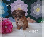Small #2 Shorkie Tzu