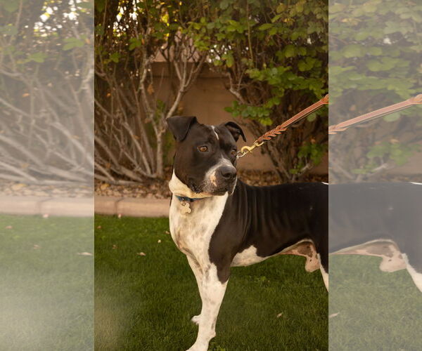 Medium Photo #2 American Bulldog-Unknown Mix Puppy For Sale in Chandler, AZ, USA