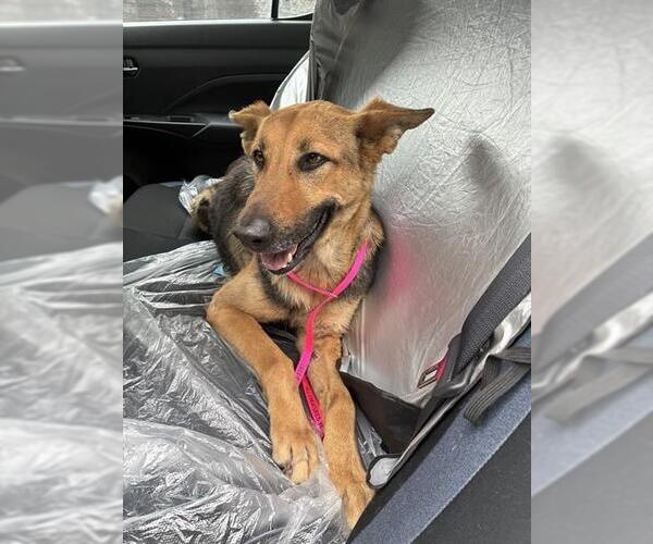 Medium Photo #1 German Shepherd Dog Puppy For Sale in Stockton, CA, USA