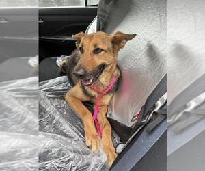 German Shepherd Dog Dogs for adoption in Stockton, CA, USA