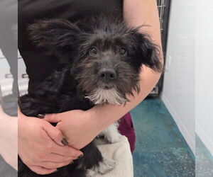Poodle (Standard)-Unknown Mix Dogs for adoption in Chico, CA, USA