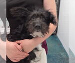 Small Poodle (Standard) Mix