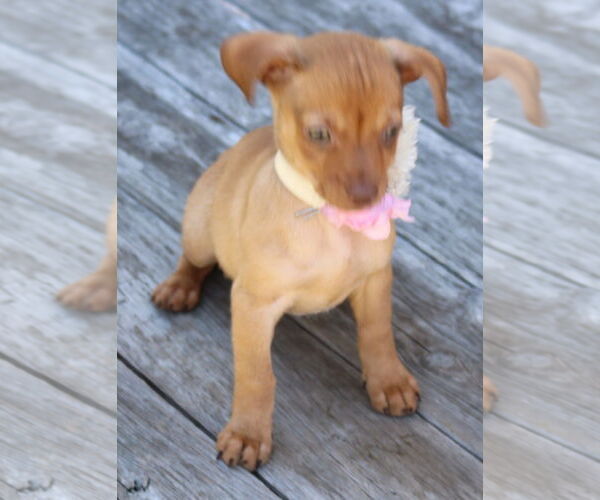 Medium Photo #4 Chug Puppy For Sale in Bandera, TX, USA