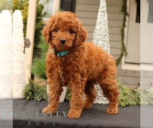 Goldendoodle (Miniature) Puppy for sale in EPHRATA, PA, USA