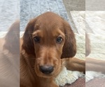 Small #6 Irish Setter