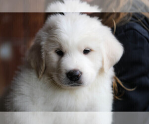 Great Pyrenees Puppy for Sale in POWDER SPRINGS, Georgia USA