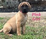 Puppy Pink Girl Mastiff