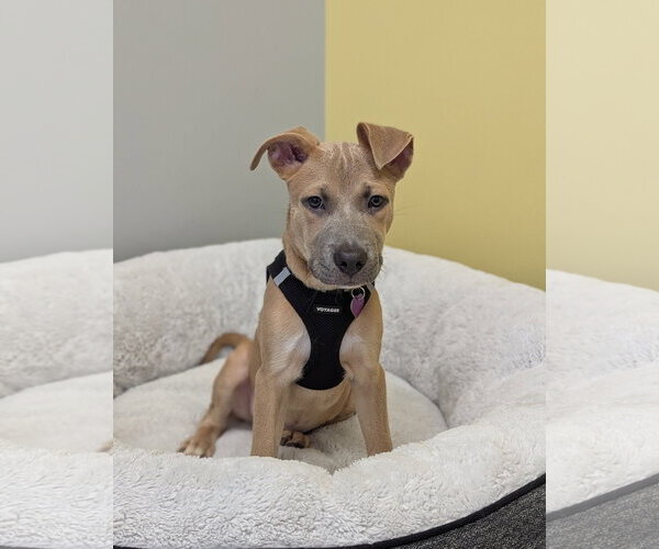Medium Photo #4 American Staffordshire Terrier-Unknown Mix Puppy For Sale in Aurora, CO, USA