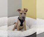 Small #3 American Staffordshire Terrier Mix