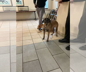 Mutt Dogs for adoption in Virginia Beach, VA, USA