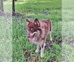 Small #3 Border Collie-Huskies  Mix