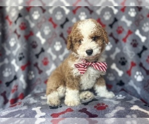Aussiedoodle Miniature Puppy for sale in LAKELAND, FL, USA