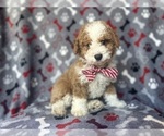 Image preview for Ad Listing. Nickname: Rex