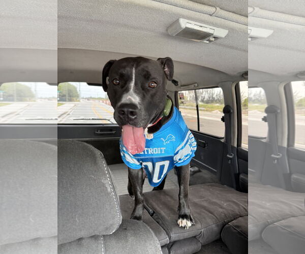 Medium Photo #2 American Bulldog-Unknown Mix Puppy For Sale in Miami, FL, USA