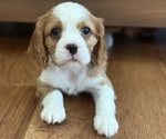 Puppy Puppy 6 Cavalier King Charles Spaniel