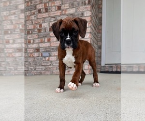 Boxer Puppy for sale in GREENFIELD, IN, USA