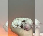 Small #6 Poodle (Standard)