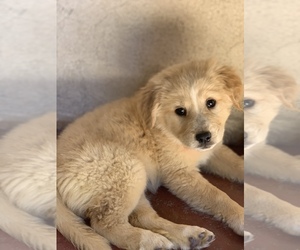 Golden Retriever Puppy for sale in WESTLAKE VILLAGE, CA, USA