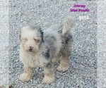 Puppy Stormy Poodle (Toy)