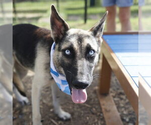 German Shepherd Dog-Unknown Mix Dogs for adoption in San Antonio, TX, USA