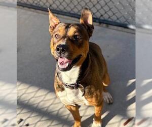 American Pit Bull Terrier-Unknown Mix Dogs for adoption in Tulsa, OK, USA