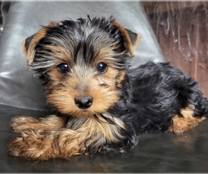 Yorkshire Terrier Puppy for sale in PLACITAS, NM, USA