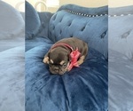 Small #17 French Bulldog