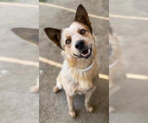 Australian Cattle Dog Dogs for adoption in Riverside, CA, USA