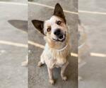 Small Australian Cattle Dog