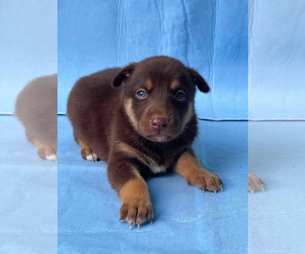 Medium Photo #4 Doberman Pinscher-German Shepherd Dog Mix Puppy For Sale in HOPKINSVILLE/PRINCETON, KY, NH, USA