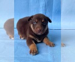 Small #3 Doberman Pinscher-German Shepherd Dog Mix