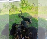 Small #2 Doberman Pinscher