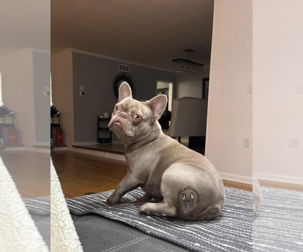 Medium Photo #2 French Bulldog Puppy For Sale in SACRAMENTO, CA, USA