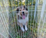 Puppy 5 Collie