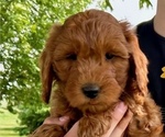 Puppy Smooth Female Goldendoodle (Miniature)