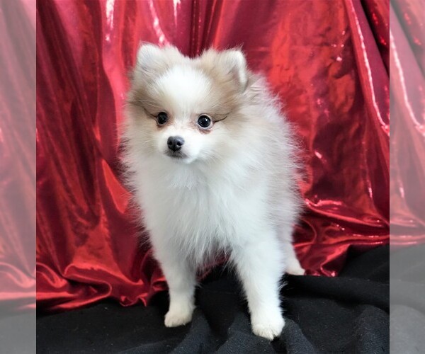 Medium Photo #5 Pomeranian Puppy For Sale in ROCK VALLEY, IA, USA