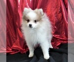 Small Photo #5 Pomeranian Puppy For Sale in ROCK VALLEY, IA, USA
