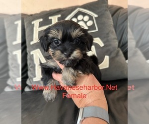 Havanese Puppy for sale in MBORO, TN, USA