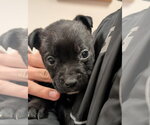 Small #6 German Shepherd Dog Mix