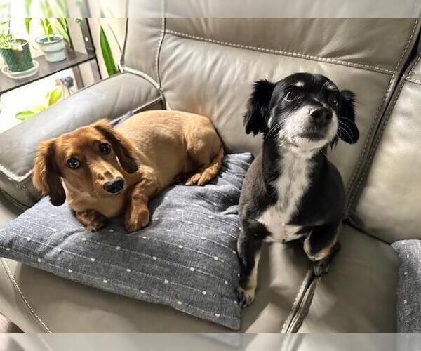 Medium Photo #6 Dachshund Puppy For Sale in Los Angeles, CA, USA