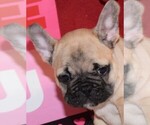 Small Photo #2 French Bulldog Puppy For Sale in LEBANON, MO, USA