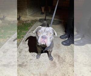 French Bulldog Dogs for adoption in San Antonio, TX, USA