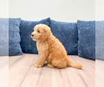 Small #3 Goldendoodle (Miniature)