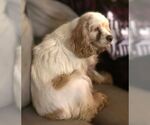 Small #12 Cocker Spaniel