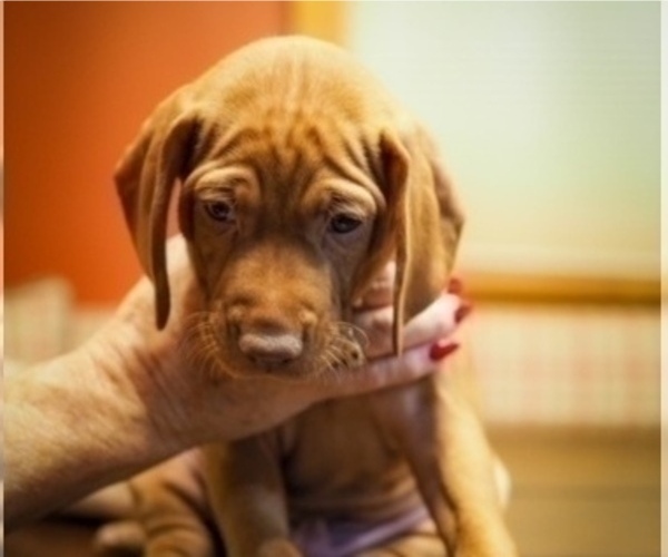 Medium Photo #2 Vizsla Puppy For Sale in CLARKDALE, AZ, USA